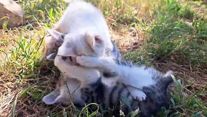 Little kittens are fighting. Cute kittens are playing