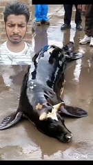 Ye samandar ka machhli  hai ya fir gai