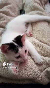 Mi Gato Pernanca en la Cama ️ _ Felino Blanco con Manchas Negras Juguetón #Shorts