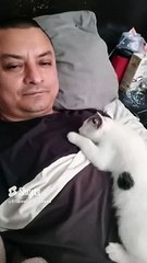 Pernanca, Mi Gato Blanco con Manchas Negras, Jugando en la Cama ️ _ Felino Juguetón #Shorts