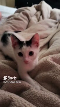 Pernanca Jugando en la Cama ️ _ Gato Blanco con Manchas Negras Juguetón ✨ #Shorts