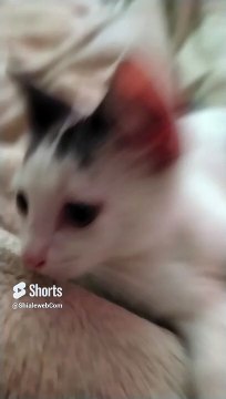 Pernanca Jugando en la Cama ️ _ Mi Gato Blanco con Manchas Negras