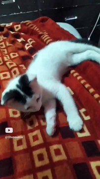 Pernanca Jugando en la Cama ️ _ Mi Gato Blanco con Manchas Negras, Felino Juguetón ✨ #Shorts