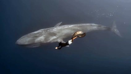 Mergulhador nada ao lado de baleia azul