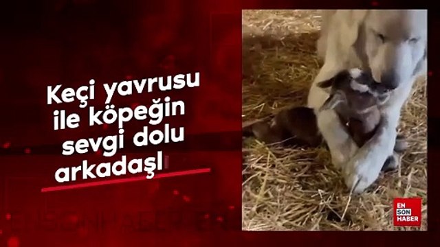 Keçi yavrusu ve köpeğin arkadaşlığı