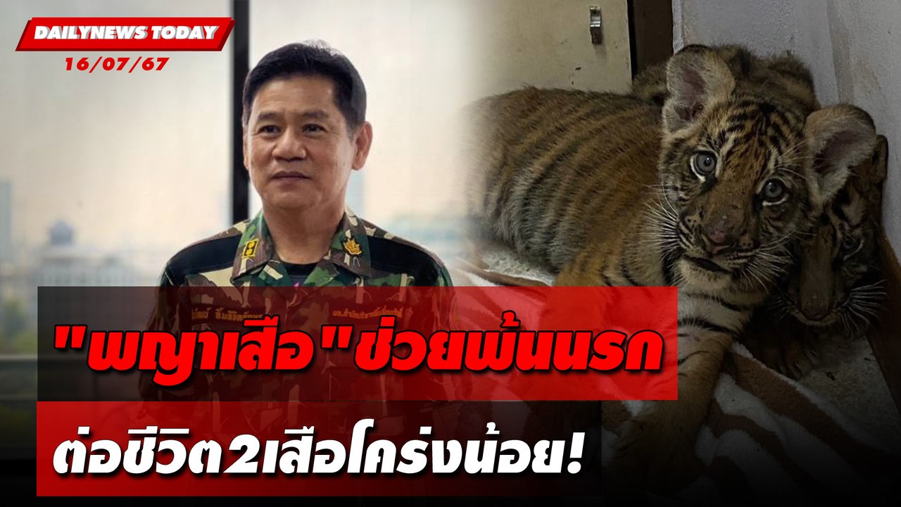 "พญาเสือ"ช่วยพ้นนรก ต่อชีวิต2เสือโคร่งน้อย! | DAILYNEWSTODAY 16/07/67
