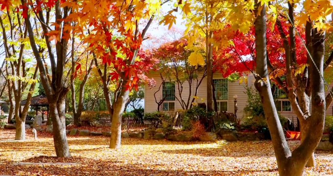 Âm nhạc thư giãn trị liệu với cảnh đẹp nhân gian - Những phút giây rực rỡ của thiên nhiên