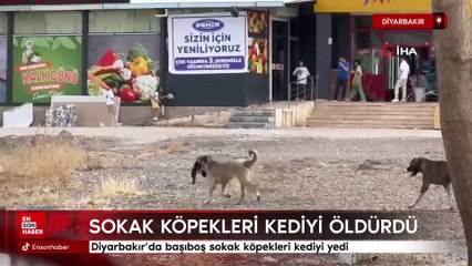 Diyarbakır’da başıboş sokak köpekleri kediyi yedi