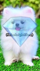 Dimonds dog's