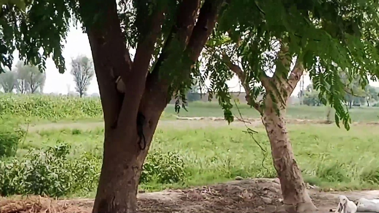 Original Village Life|Animals|Birds|Clean Air|Green Crops