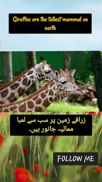Facts Giraffes | viral | trending | Facts in urdu | Facts in english | animal lovers