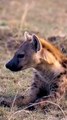 Yawning Hyena in the Savanna: Bored Without a Hunt!