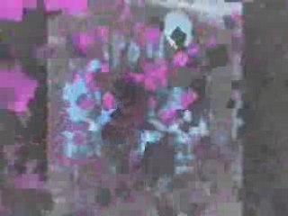 BB BlackDog Why slideshow