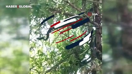 3 metrelik yılan ağaçta görüntülendi: Kuş avına çıkmış