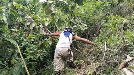cacao farming