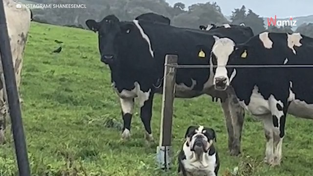 Video. Durante una passeggiata, il suo cane si imbatte in alcune mucche: l'incontro è davvero divertente