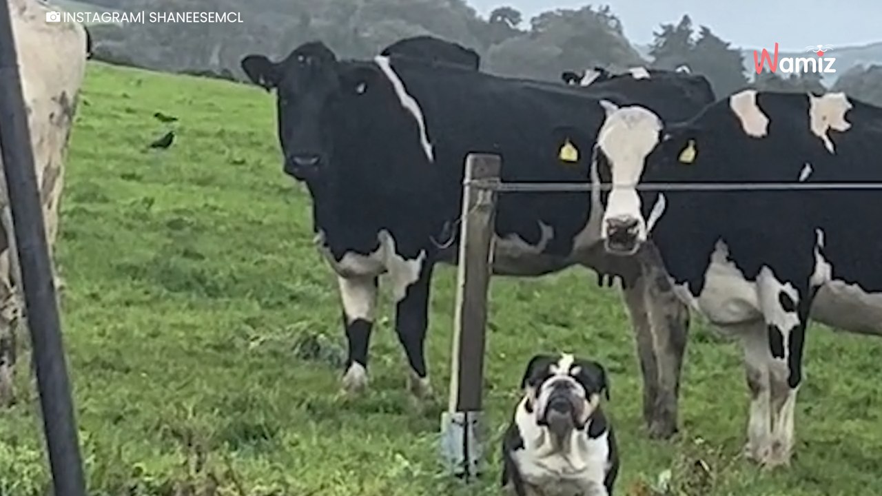 Video. Durante una passeggiata, il suo cane si imbatte in alcune mucche: l'incontro è davvero divertente