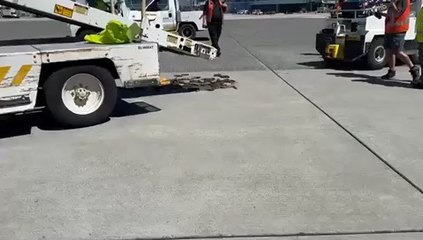 Cette #scène #surréaliste avec des #serpents #venimeux sur le #tarmac ne se déroule pas #RoissyCDG !!! Il s’agit l’aéroport international de #Vancouver (#YVR), au #Canada, le 9 juillet 2024 !
