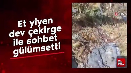 Et yiyen dev çekirge ile sohbet gülümsetti