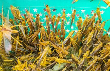 Climate crisis could change mating behaviour of insects