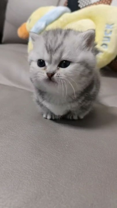 Cute Cats ‍⬛