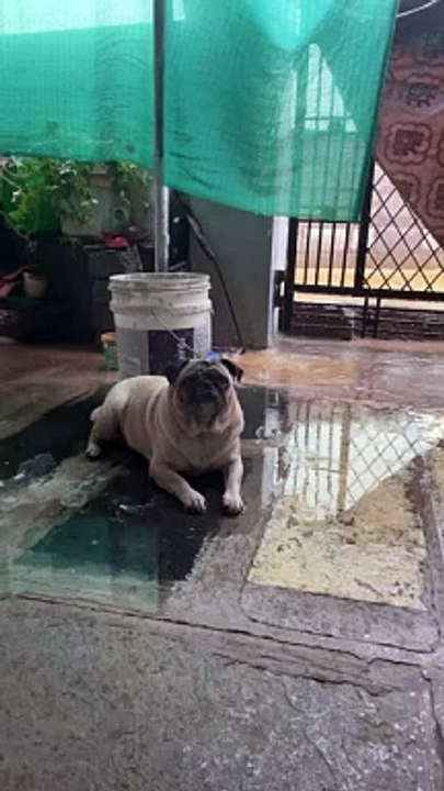 Candy enjoying Rain ️