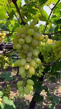 Grapes farm #grape #fruit #fresh