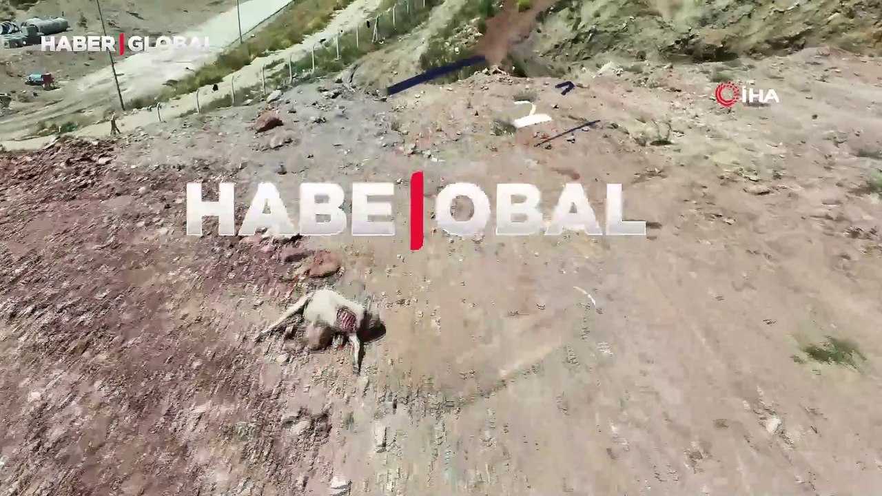 Başıboş köpekler Eskişehir'de dehşet saçtı: 7 koyun telef oldu