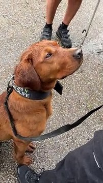 Dogs 4 Wildlife specialist conservation dogs in training, Rocket and Fudge visit Yorkshire Wildlife Park, for exposure to the wildlife they will one day protect in South Africa.