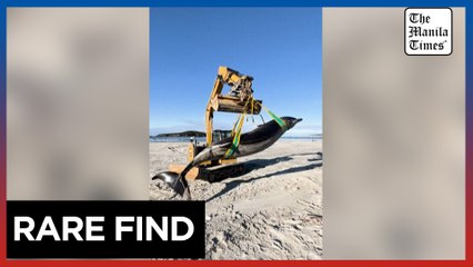 World's rarest whale washes up on New Zealand beach