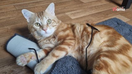 Probablement maltraité, ce chat a été "oublié" lors d'un déménagement et il aimerait oublier son passé