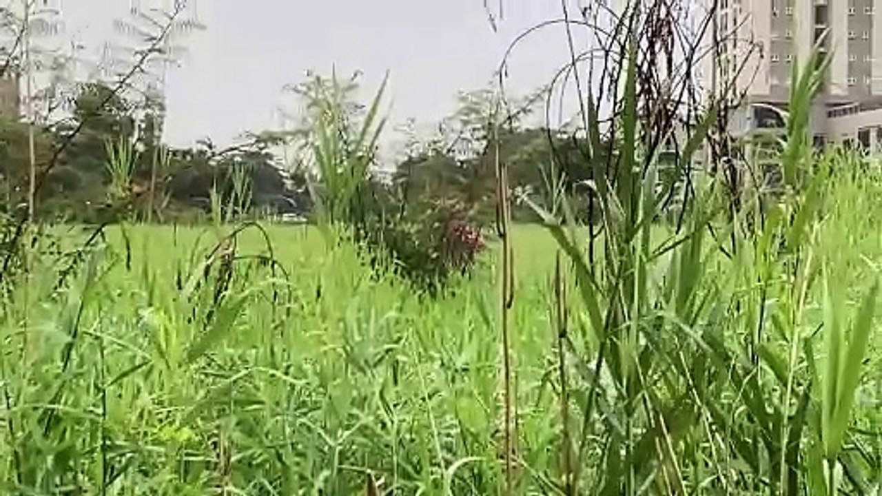 Thả diều sáo khủng và cái kết đâm vào toà chung cư hên là kéo về kịp nên không sao