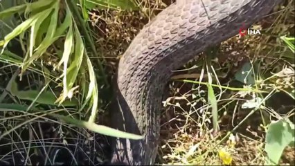 Türkiye'nin en zehirli yılanı Van'da görüldü