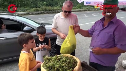 Taze fındık tezgahlarda Kilosu belli oldu
