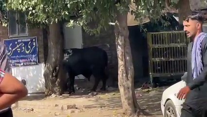 عید کے دوسرے دن جانور بھاگ گیا اور لوگوں کو بھی نقصان پہنچایا #2024trends #eiduladha #shortsvideos #eid2024  #foryouシ #lahore #facebookviral #videoviral  #janver #June2024 #Pakistan #viralpost2024  #videos #flowers