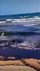 Chapapote en la playa de El Saler: vertido contaminante no identificado