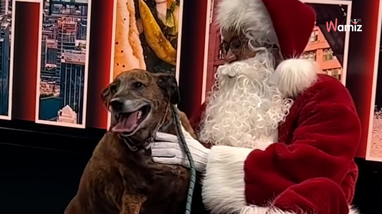 La puce électronique d'un chien de refuge dévoile une étrange coïncidence datant de 10 ans (vidéo)