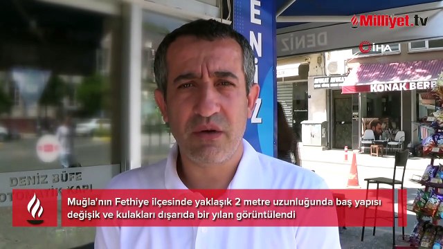 Sahilde büyük panik! Metrelerce uzunlukta, ilginç başlı ve kulaklı yılan görüldü