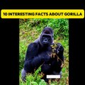 10 Interesting facts about Gorilla