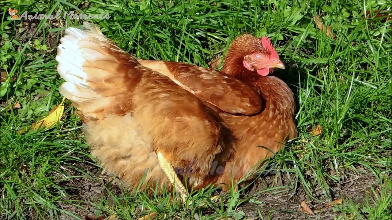 Everyday Moments of Animals - Dogs, Cats, Chickens, Cows, Squirrels, Rabbits