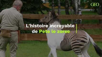 Découvrez l'histoire incroyable de Pete le zorse, animal hybride entre un cheval et un zèbre