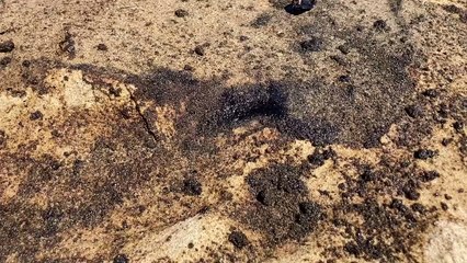 Un abocament de combustible obliga a prohibir el bany a les platges del Saler i l'Arbre del Gos