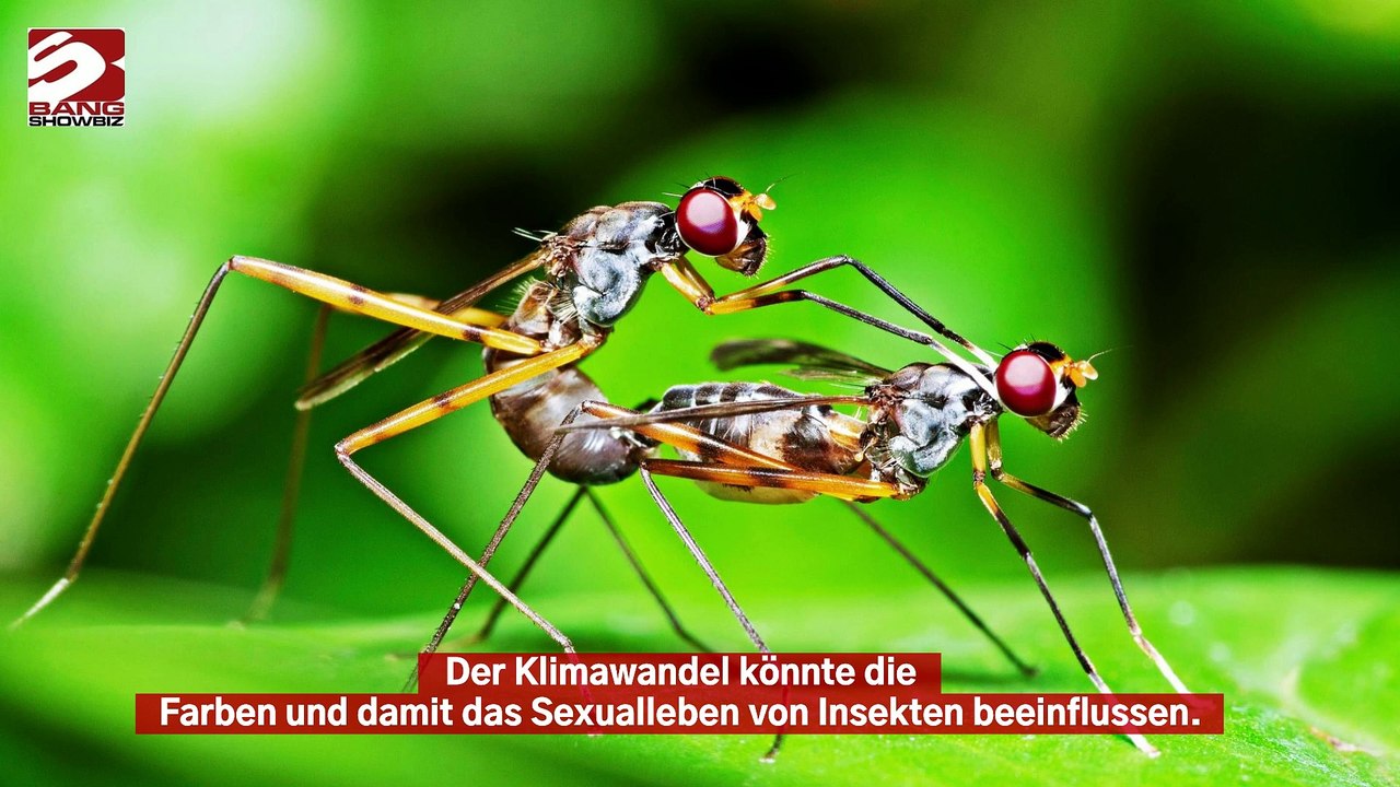 Klimakrise könnte das Paarungsverhalten von Insekten verändern