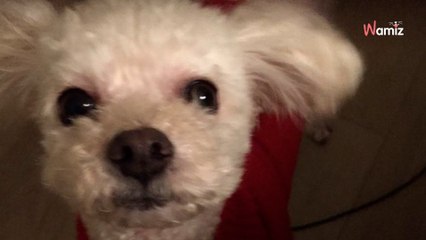 They adopt a dog online, then they discover her terrible secret