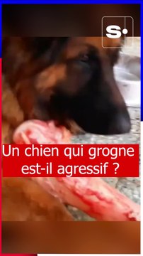 Un chien qui grogne est-il agressif ? Audrey Soukiassian nous répond