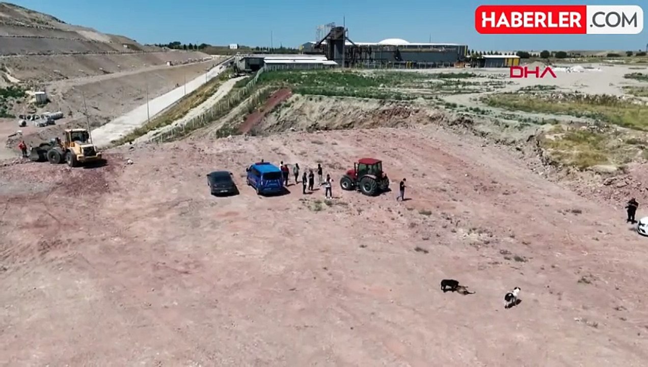 Eskişehir'de başıboş köpekler sürüye dadanıp koyunları telef etti