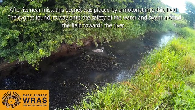 Eastbourne Herald-16-07-24-Cygnet rescued at Alfriston reunited with parents