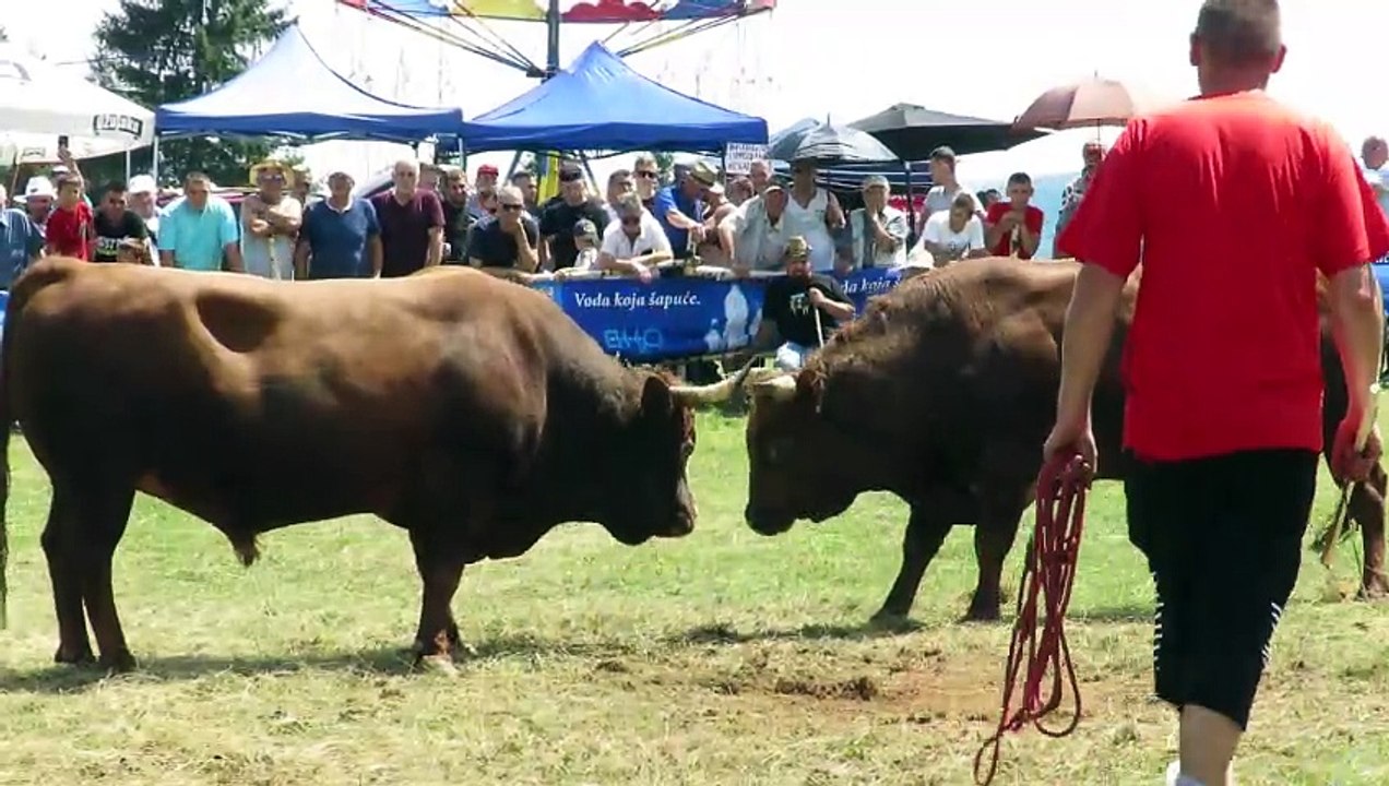 Ljuban od Pipe vs Plosko od Blaževića Vlašić 2024