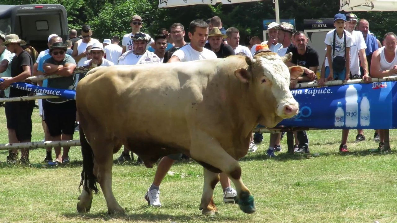 Macan od Dedića vs Brizan od Brkovića Vlašić 2024