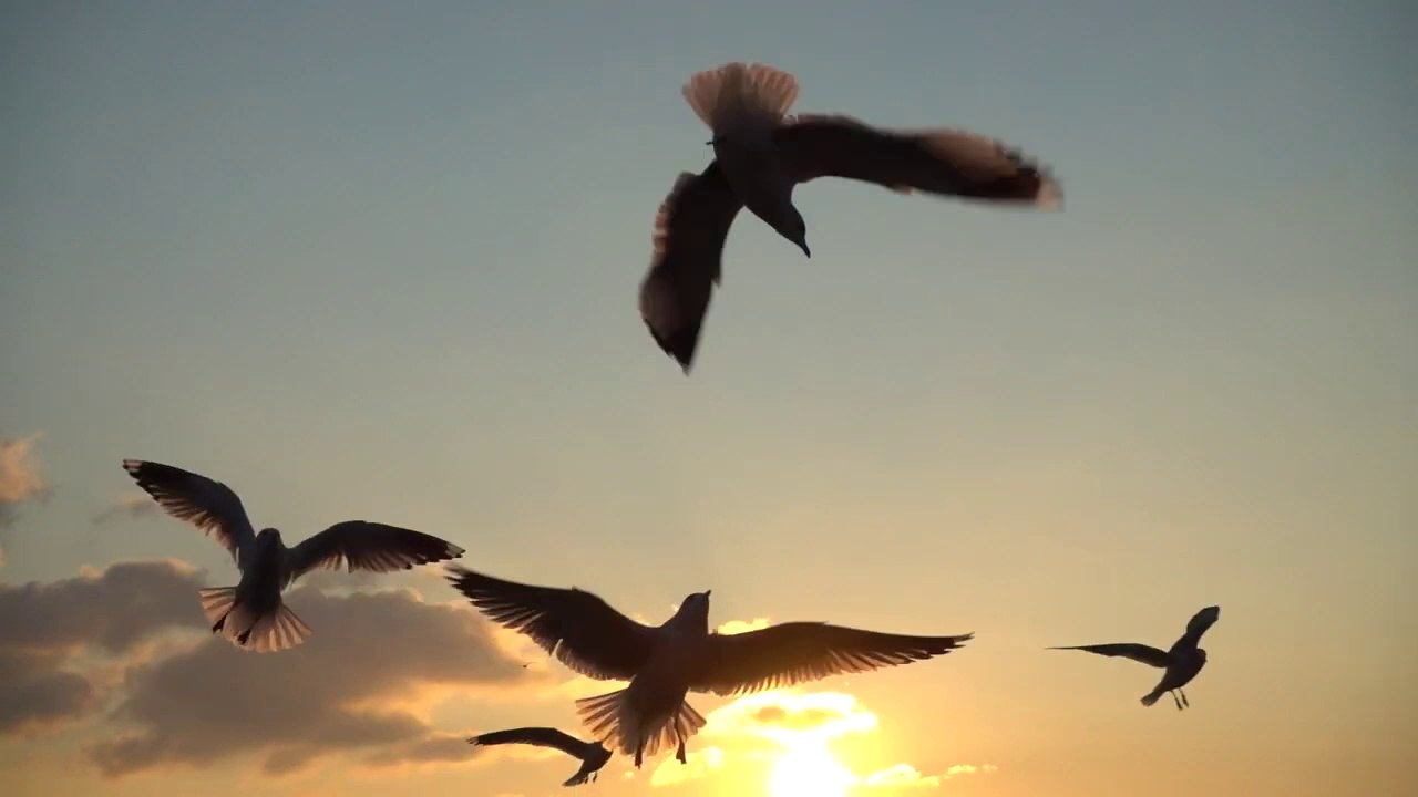 Birds_Flying__in_the_Sky_at_Sunset__beauty_of_nature__bird_music_video_birds_flying_video(720p)